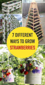 7 Different Ways to Grow Strawberries