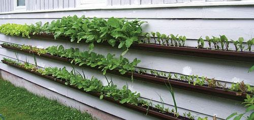 Grow Strawberries In Rain Gutters