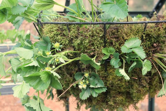 Hanging Basket