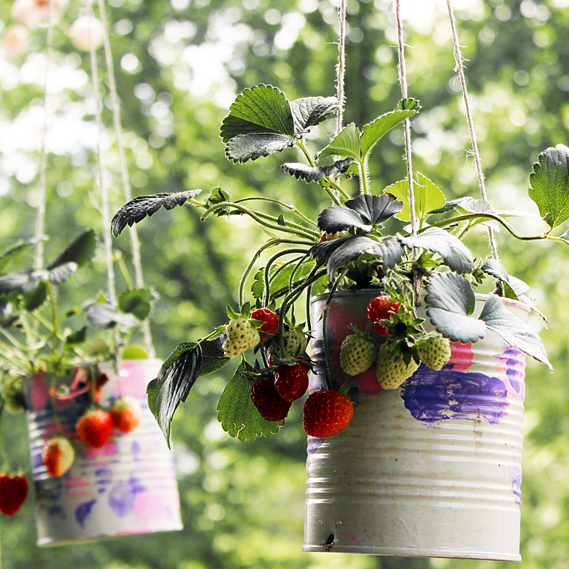 Hanging Strawberry Planters