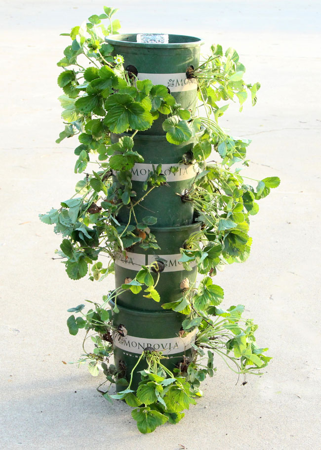 Strawberry Tower With Reservoir