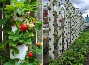 Vertical Strawberry Tube Planter