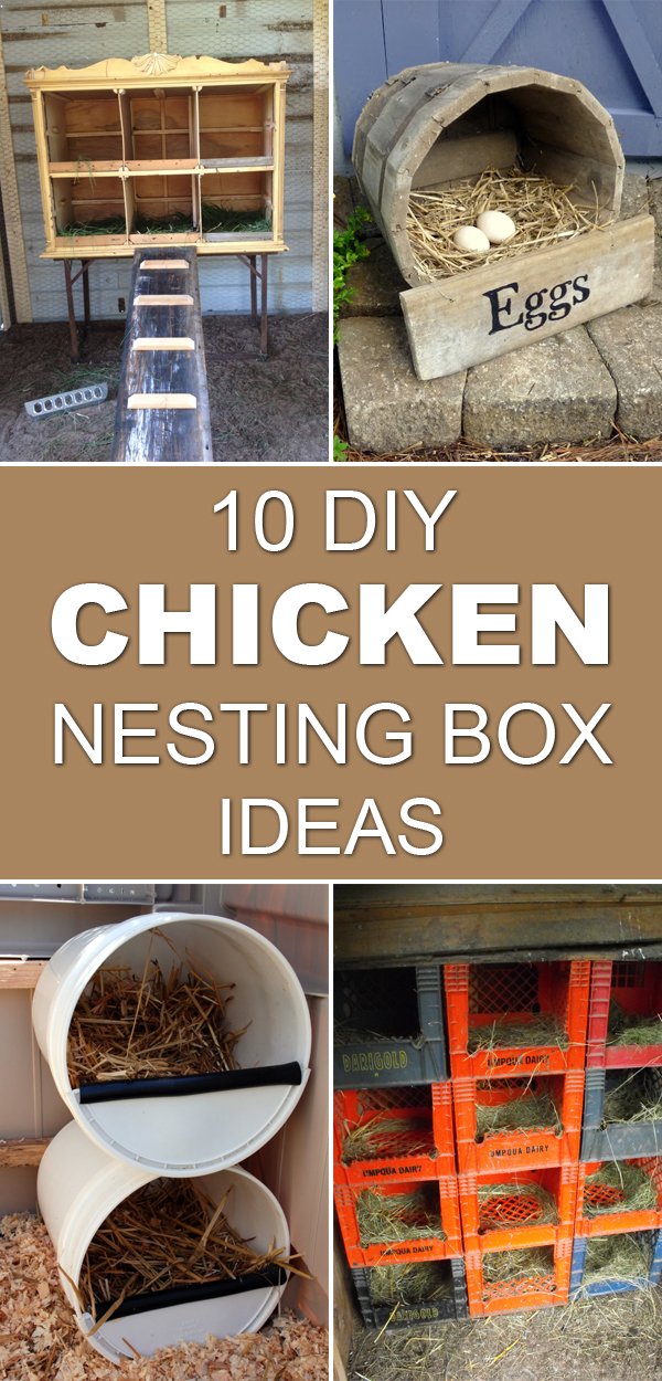 10 DIY Chicken Nesting Box Ideas