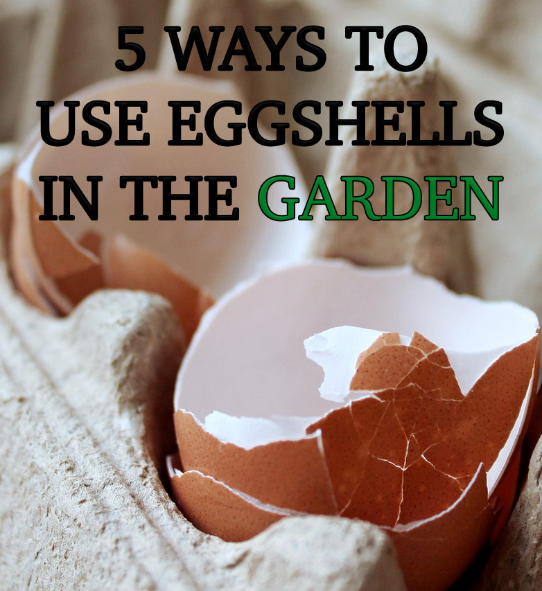 5 Ways to Use Eggshells in The Garden