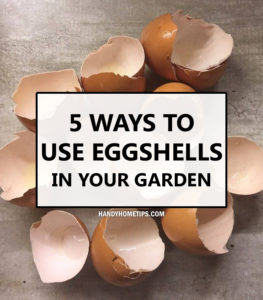 5 Ways to Use Eggshells in Your Garden
