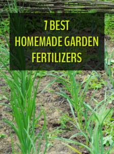 7 Best Homemade Garden Fertilizers