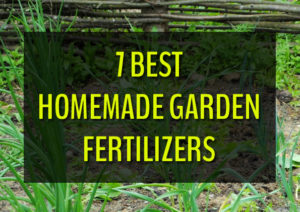 Best Homemade Garden Fertilizers