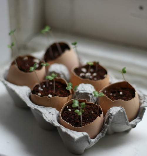 Eggshell Seed Starters