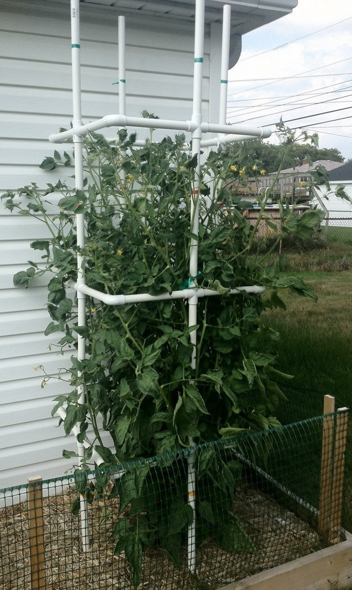 PVC Tomato Cages