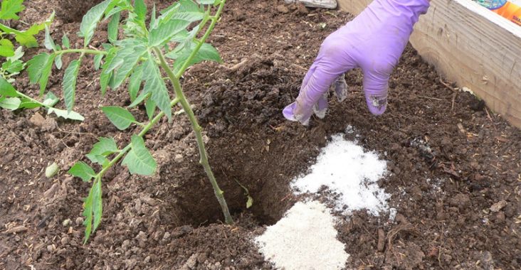 Epsom salt works great for fertilizing plants