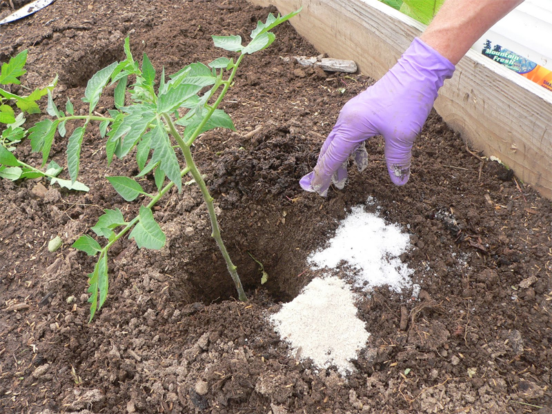 Epsom salt works great for fertilizing plants