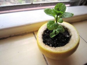 Grow seedlings in a lemon peel instead of pot