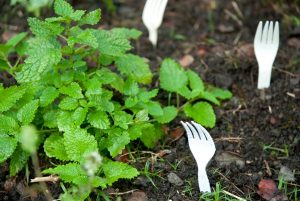 Put plastic forks in the soil to prevent animals from getting into your garden