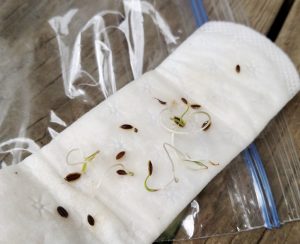 Test old seeds if they are still worth planting by growing them on wet paper towel