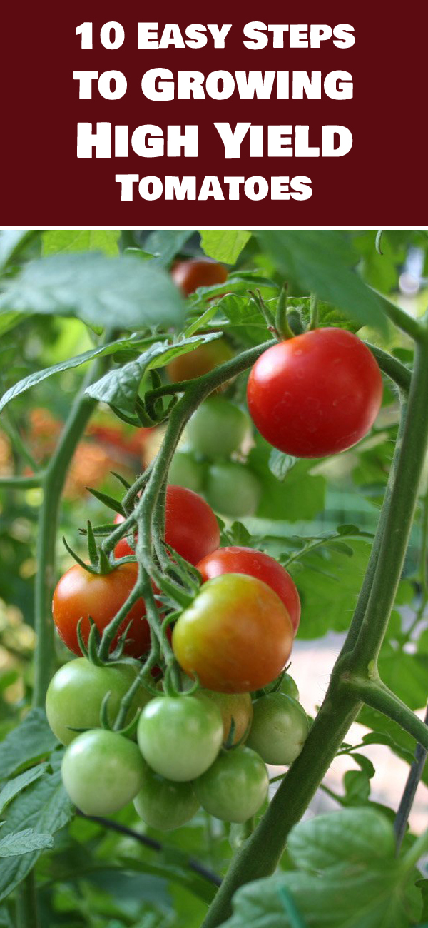 Easy Steps to Growing High Yield Tomatoes