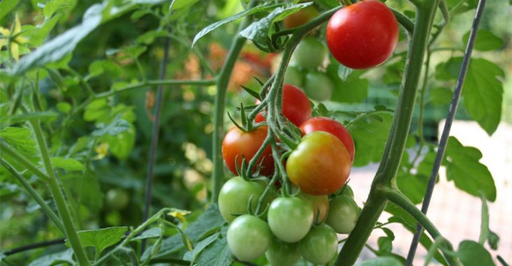 Growing High Yield Tomatoes