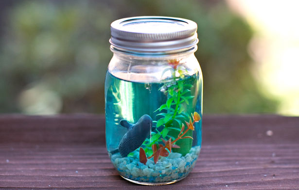 mason jar aquarium