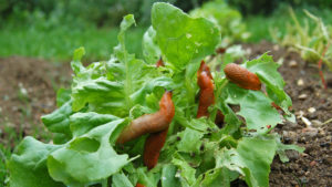 Ways To Protect Your Garden From Snails and Slugs
