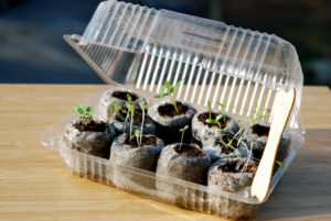 Mini Greenhouse out of a Recyclable Plastic Container