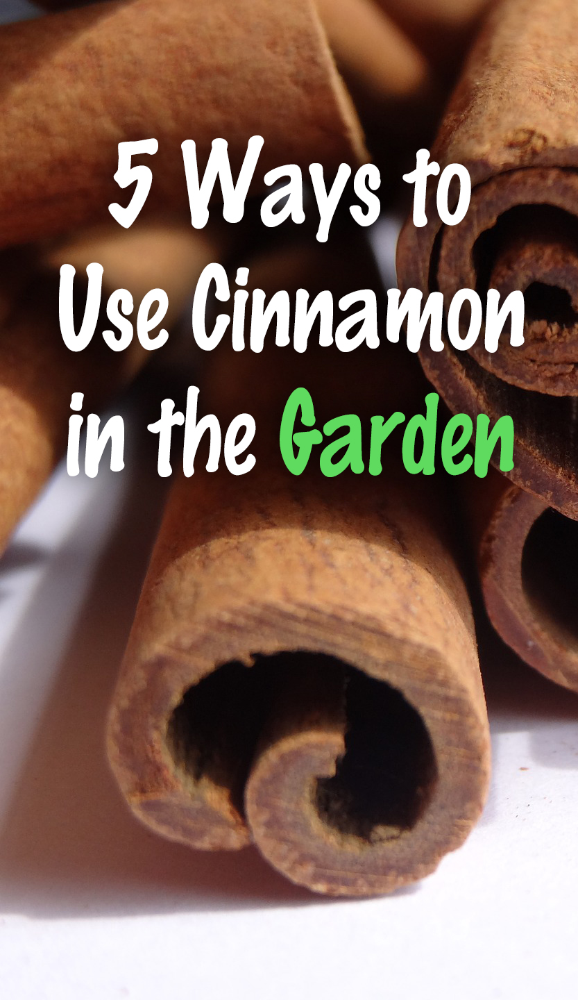 5 Ways to Use Cinnamon in the Garden