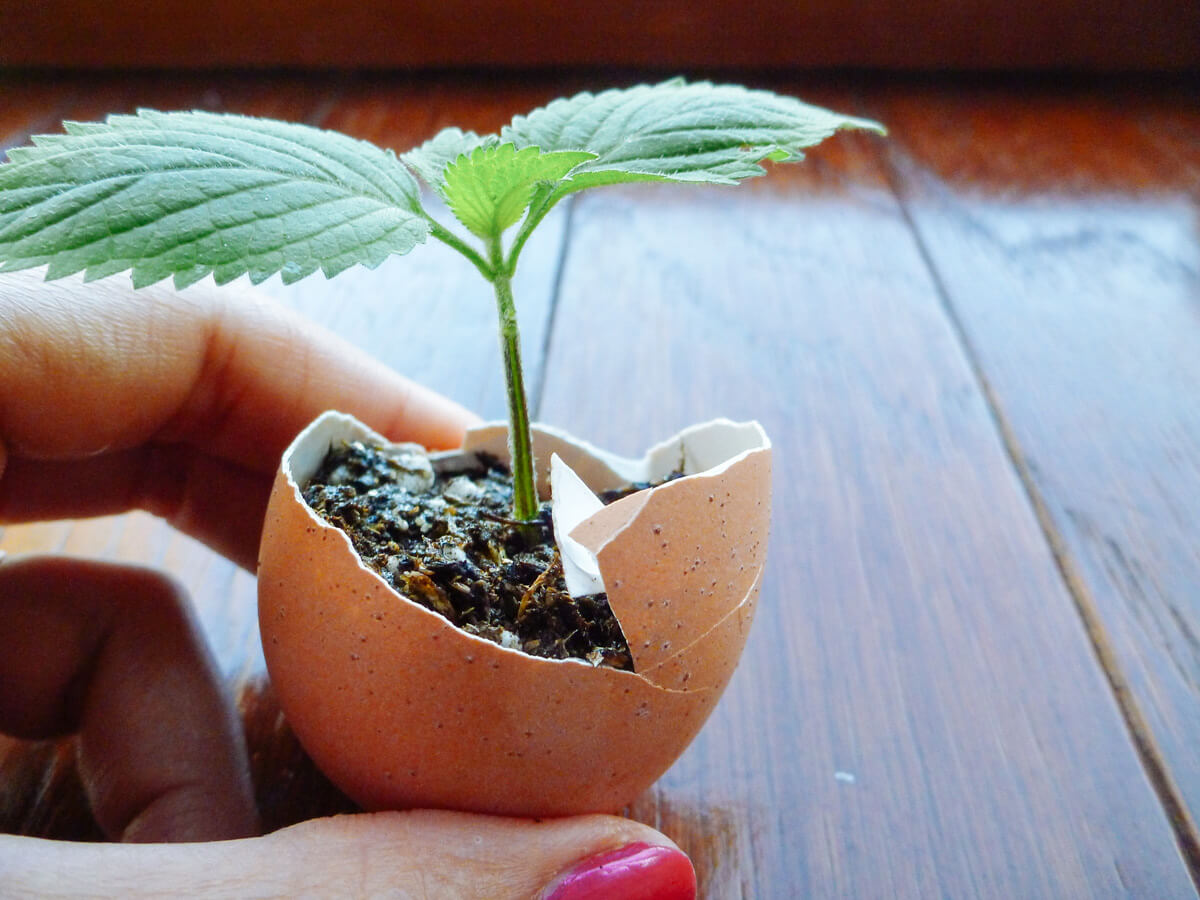 Biodegradable Seed Starting Pots