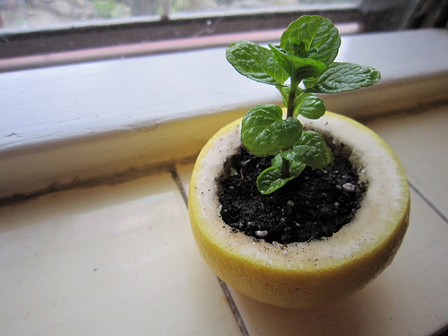 Citrus Peel Seed Starters