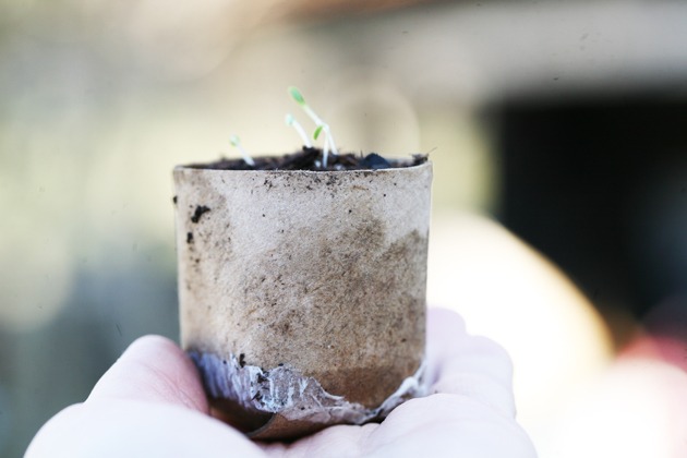 toilet paper roll pots