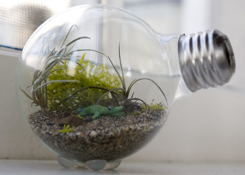 Light Bulb Terrarium